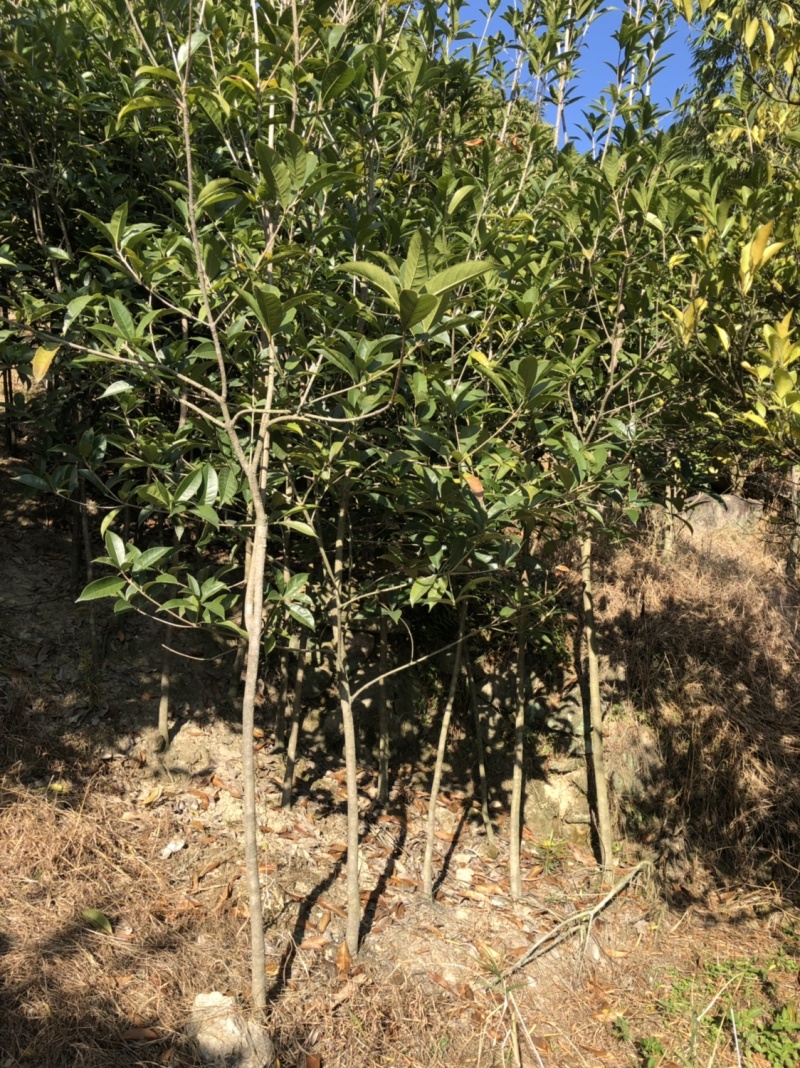 八月桂花小苗八月桂种苗农户直销