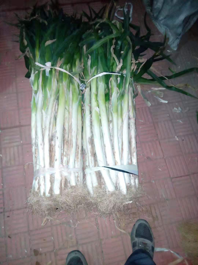 山东寿光大葱出售，价格面议，诚意出售！