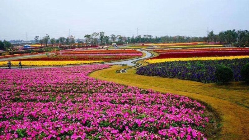 青州市鼎诺花卉苗木草花供应