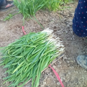 大叶二茬韭菜