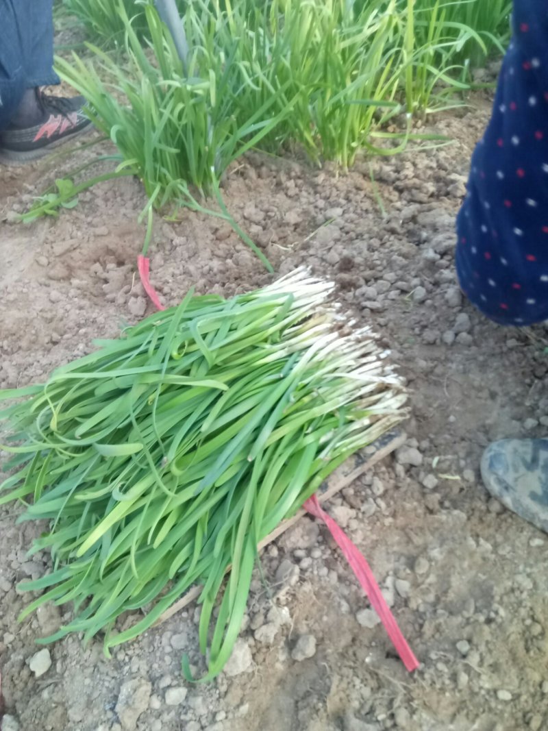 大叶二茬韭菜