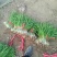 大叶二茬韭菜