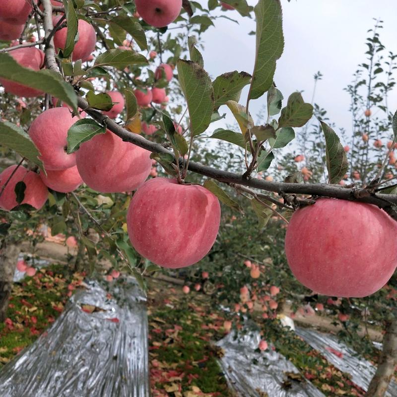 洛川苹果陕西苹果冰糖心红富士冷库地面新鲜苹果代办一手货源