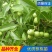 优质核桃果树嫁接苗8518香玲9818薄壳现挖现发包技术