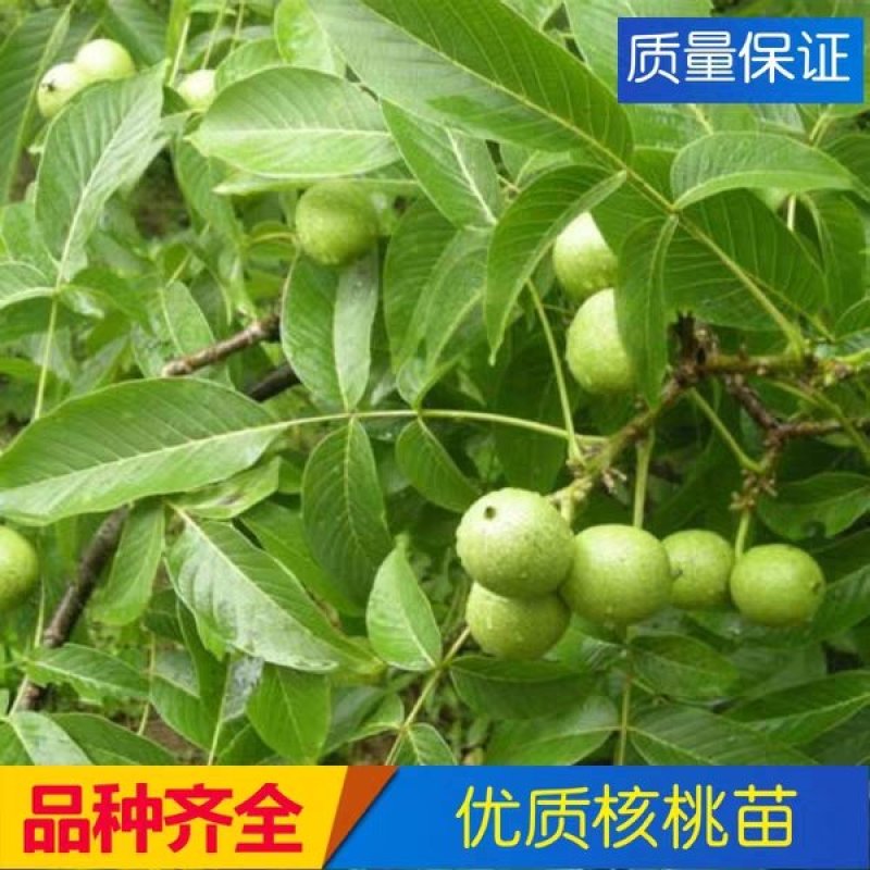 优质核桃果树嫁接苗8518香玲9818薄壳现挖现发包技术