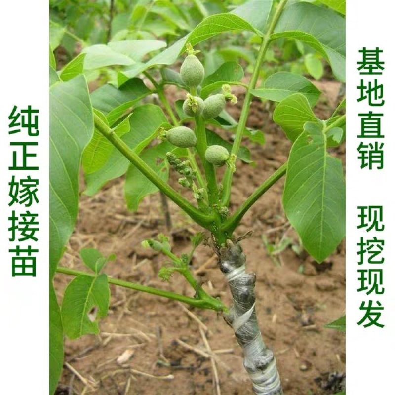 优质核桃果树嫁接苗8518香玲9818薄壳现挖现发包技术