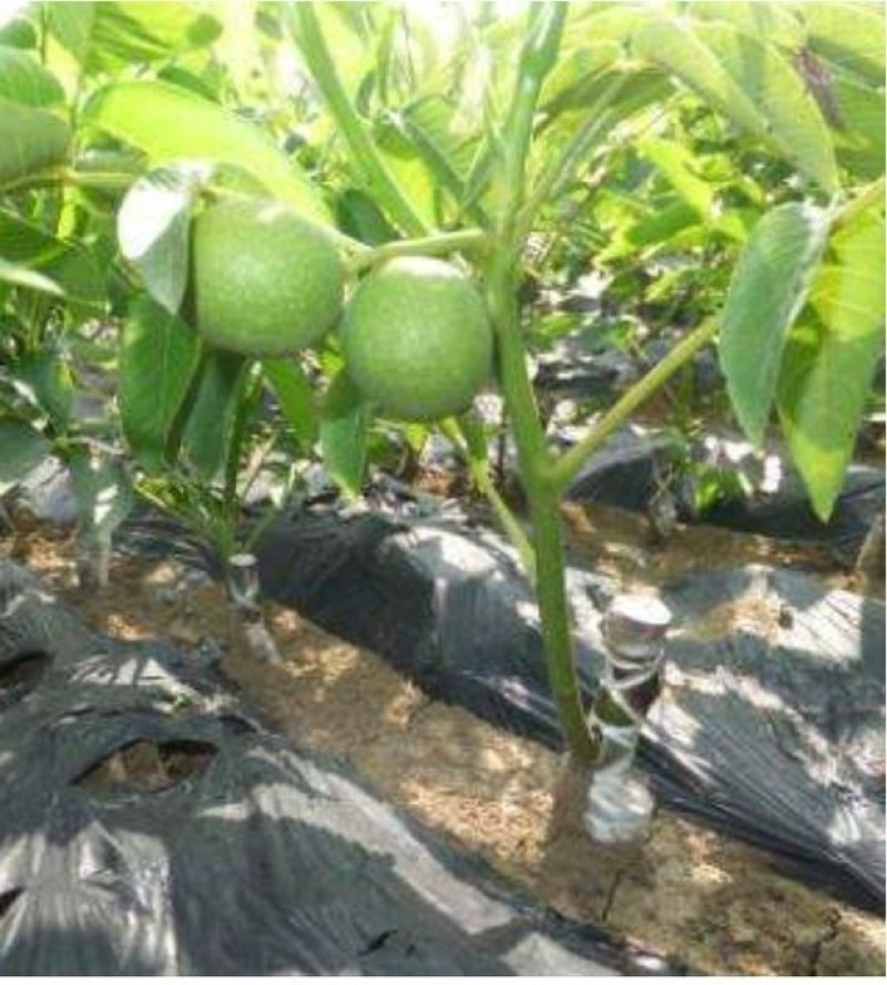 优质核桃果树嫁接苗8518香玲9818薄壳现挖现发包技术