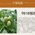 优质核桃果树嫁接苗8518香玲9818薄壳现挖现发包技术