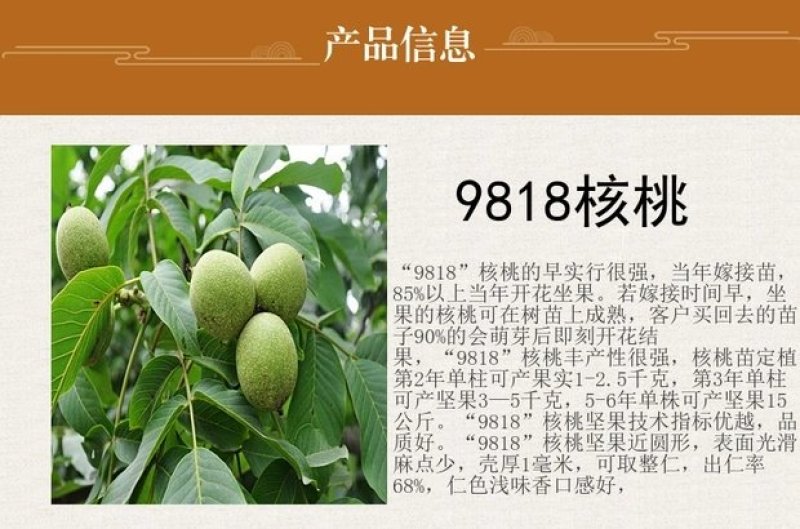 优质核桃果树嫁接苗8518香玲9818薄壳现挖现发包技术