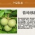 优质核桃果树嫁接苗8518香玲9818薄壳现挖现发包技术