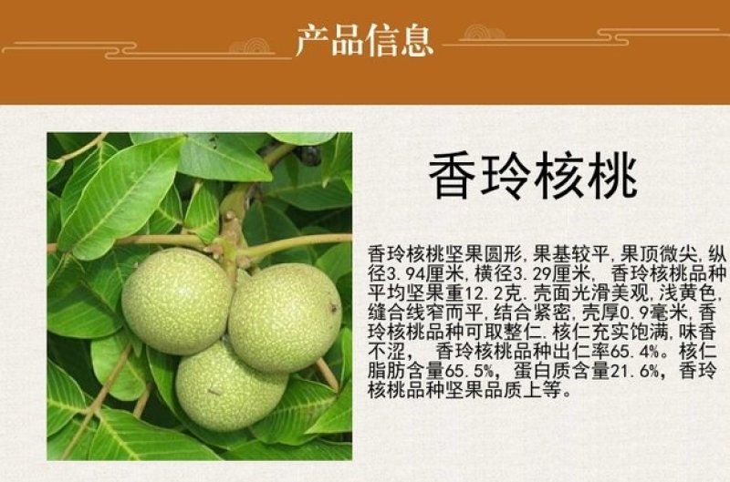 优质核桃果树嫁接苗8518香玲9818薄壳现挖现发包技术
