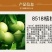 优质核桃果树嫁接苗8518香玲9818薄壳现挖现发包技术
