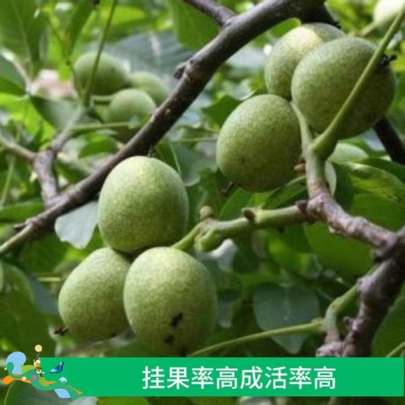 优质核桃果树嫁接苗8518香玲9818薄壳现挖现发包技术