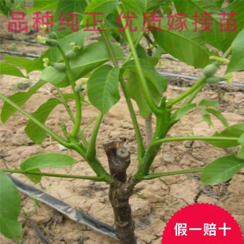 优质核桃果树嫁接苗8518香玲9818薄壳现挖现发包技术