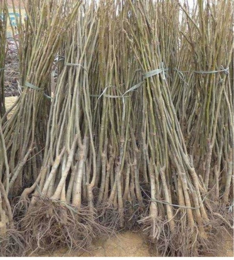 优质核桃果树嫁接苗8518香玲9818薄壳现挖现发包技术