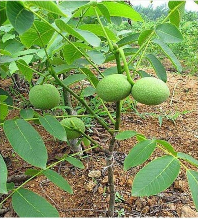 优质核桃果树嫁接苗8518香玲9818薄壳现挖现发包技术