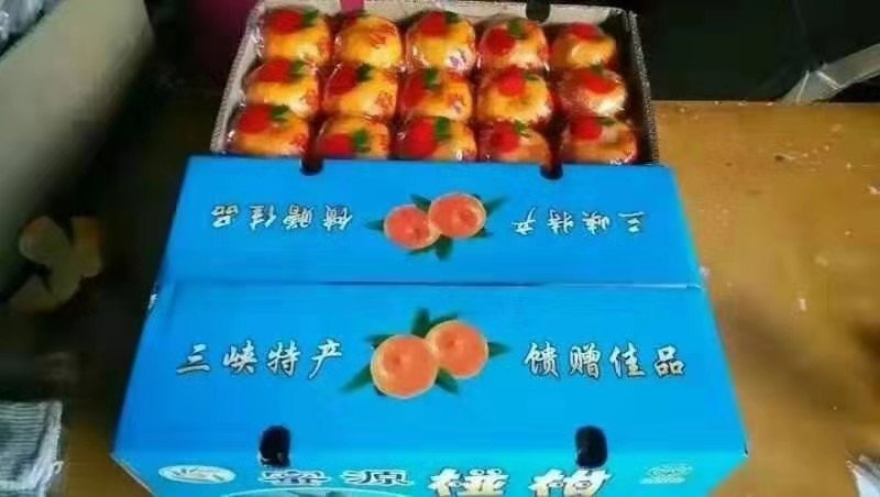 椪柑芦柑鲜果储存碰柑一手货源品质保证诚信合作