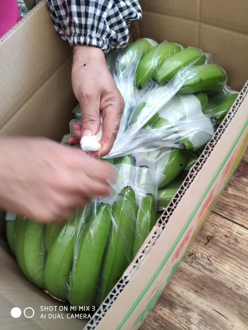 热带水果广西广东海南香蕉时价