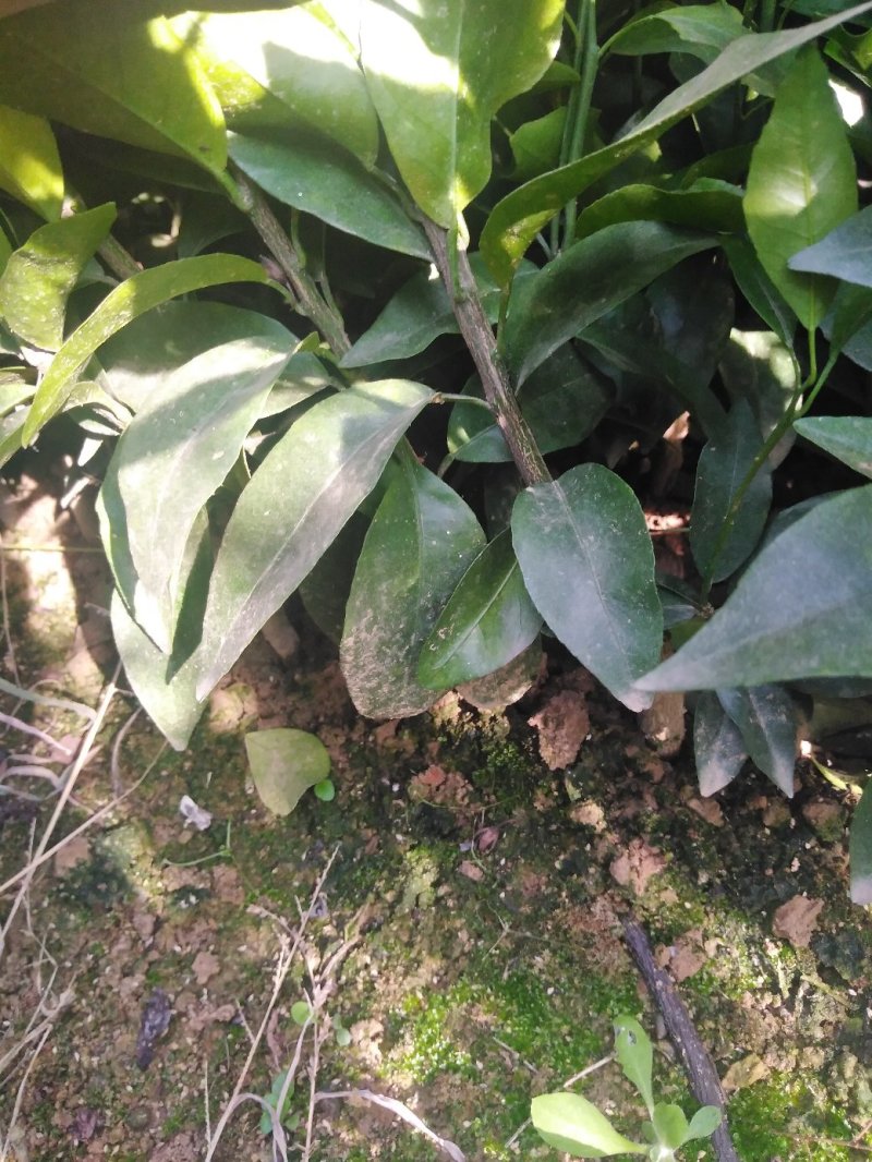 沃柑苗，三十公分高起点。091无核沃柑苗