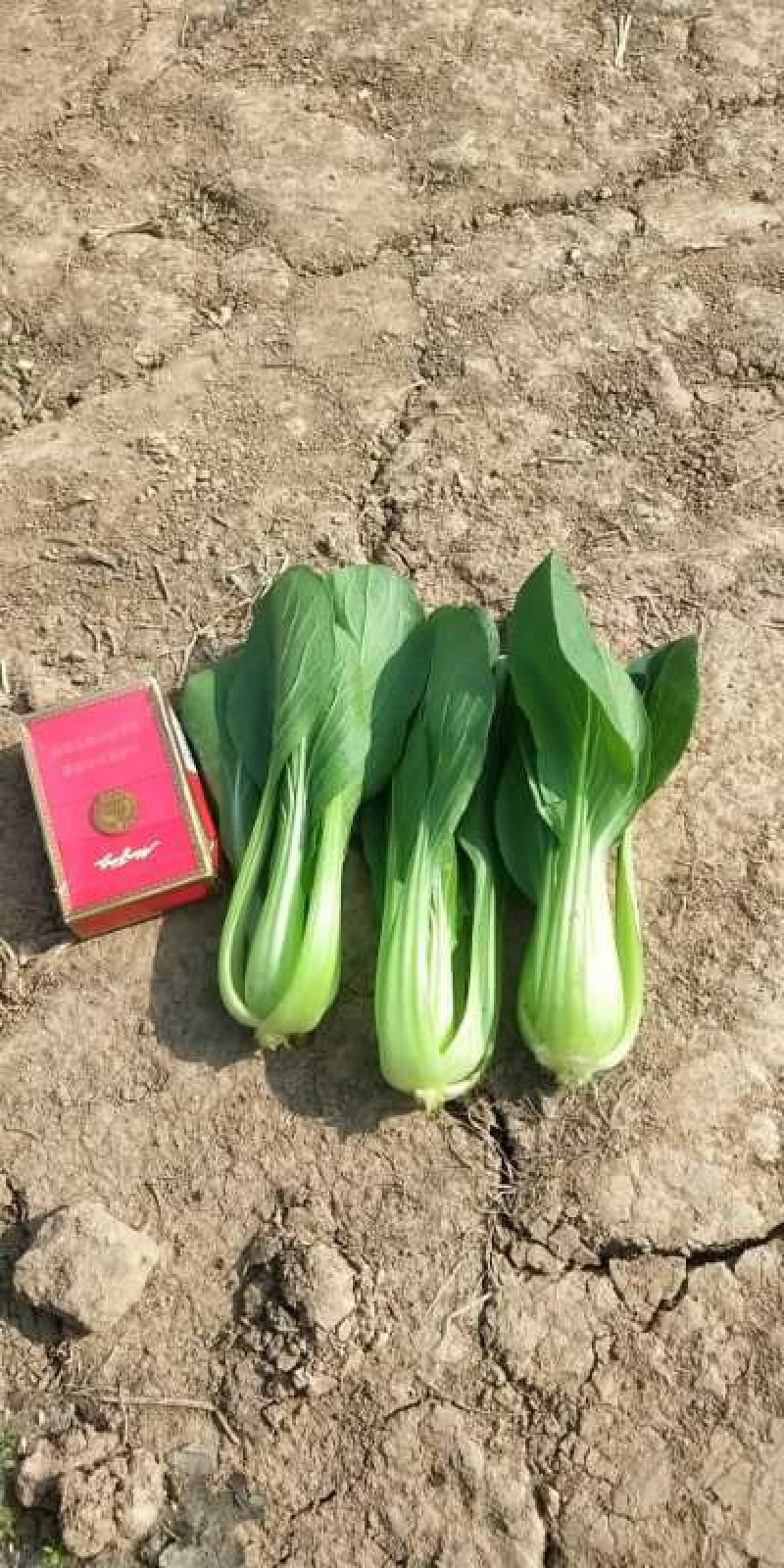 快菜。奶白菜。大量供应