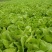快菜。奶白菜。大量供应
