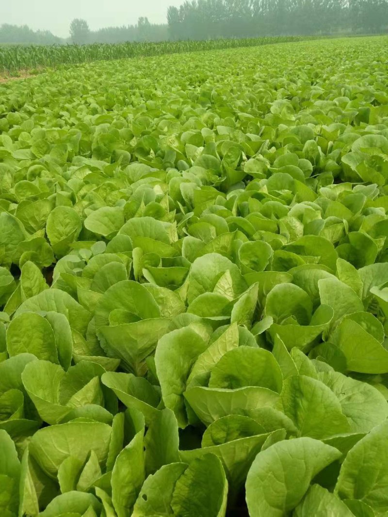 快菜。奶白菜。大量供应