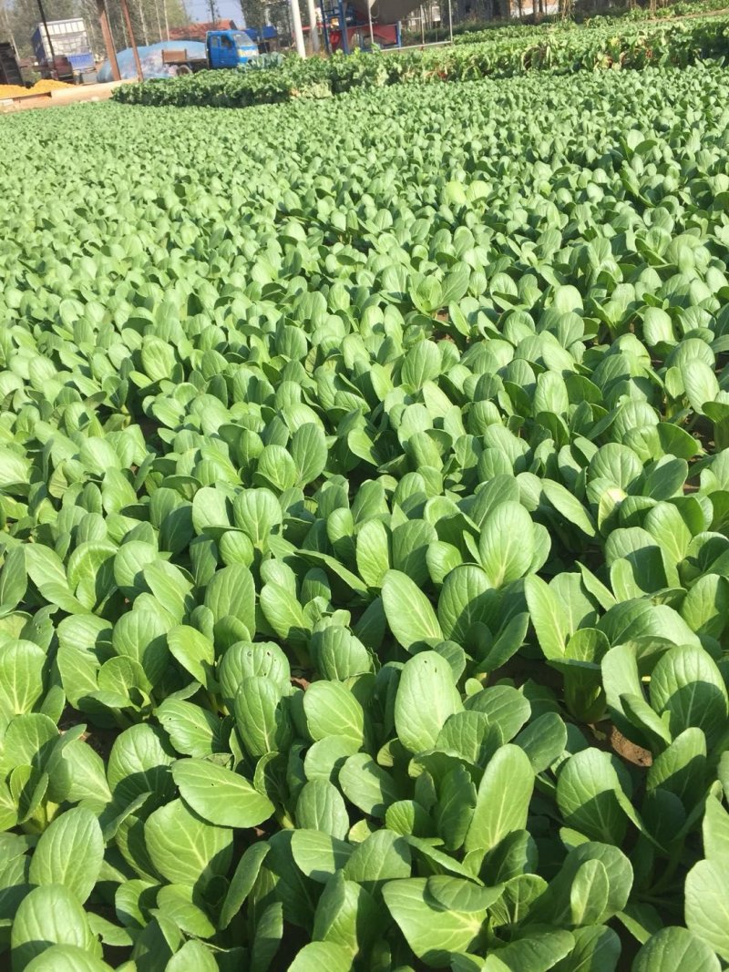 快菜。奶白菜。大量供应