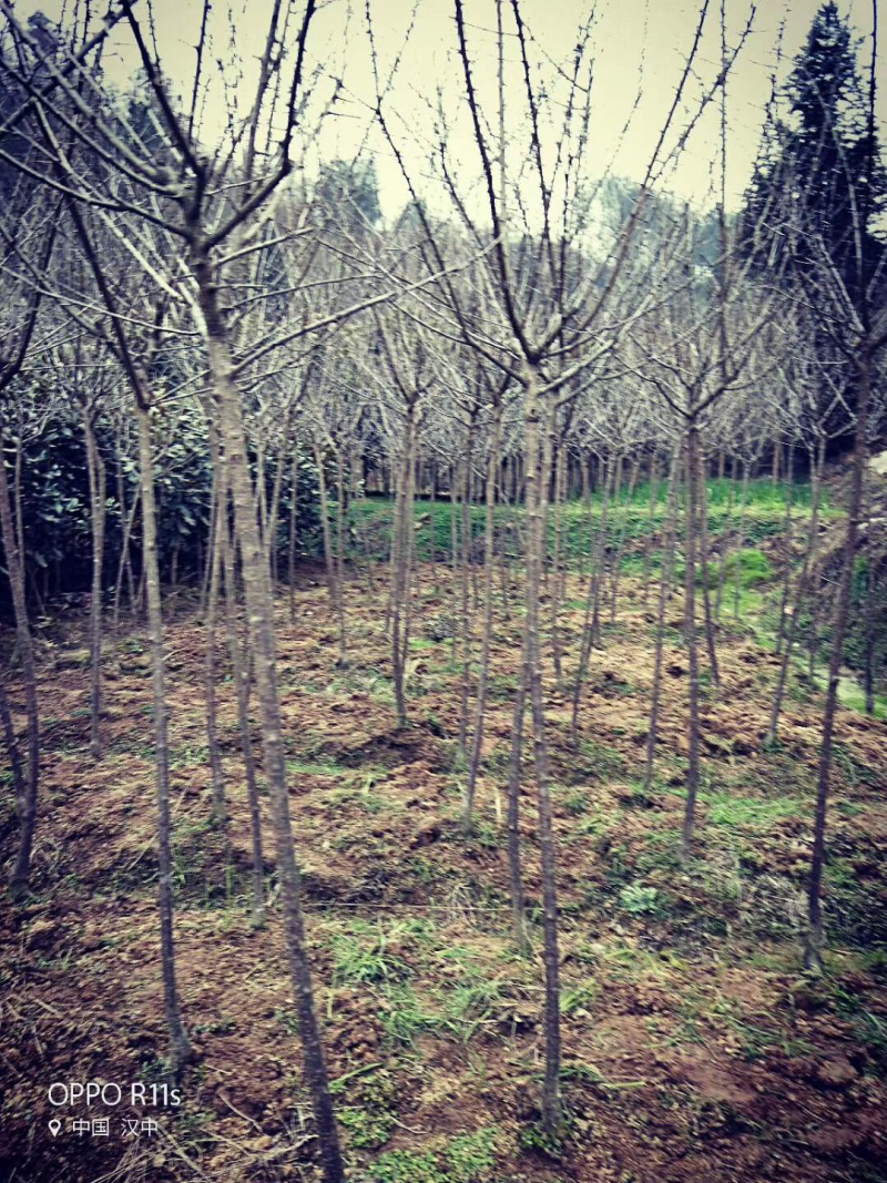 梅花树，小苗，1到10公分。规格齐全，欢迎订购！