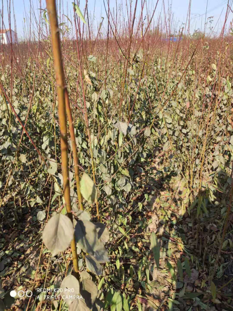 梅花树，小苗，1到10公分。规格齐全，欢迎订购！