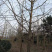 银杏树，1到30公分。规格齐全。价格优惠。
