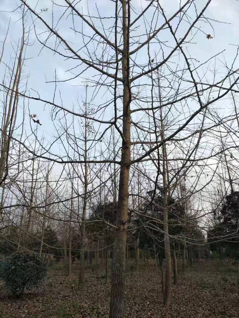 银杏树，1到30公分。规格齐全。价格优惠。