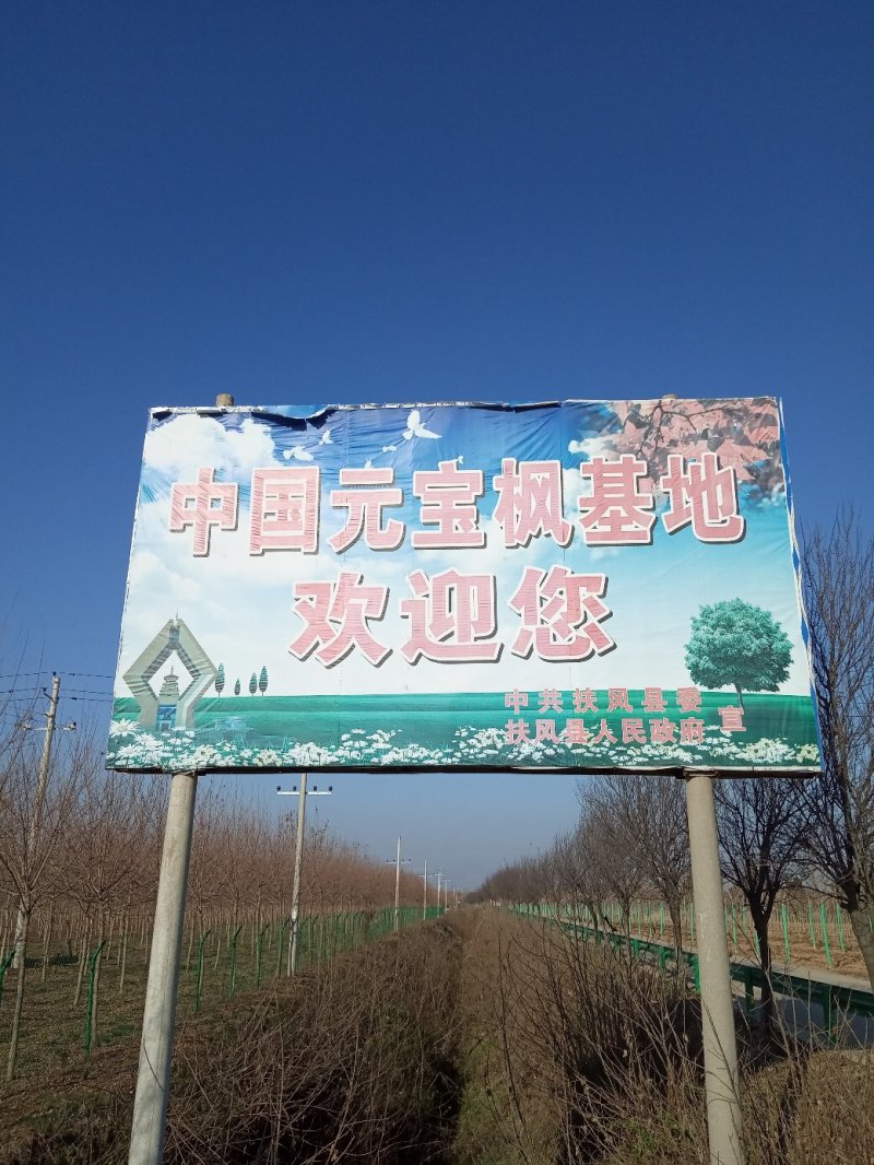 优质绿化苗五角枫产地直销大量供应规格全质量好