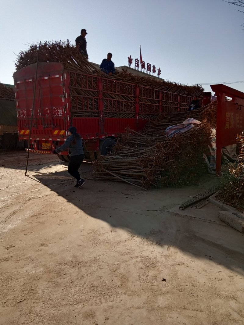 优质绿化苗五角枫产地直销大量供应规格全质量好