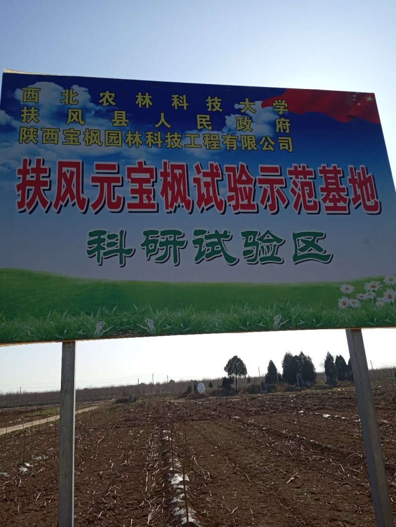 优质绿化苗五角枫产地直销大量供应规格全质量好