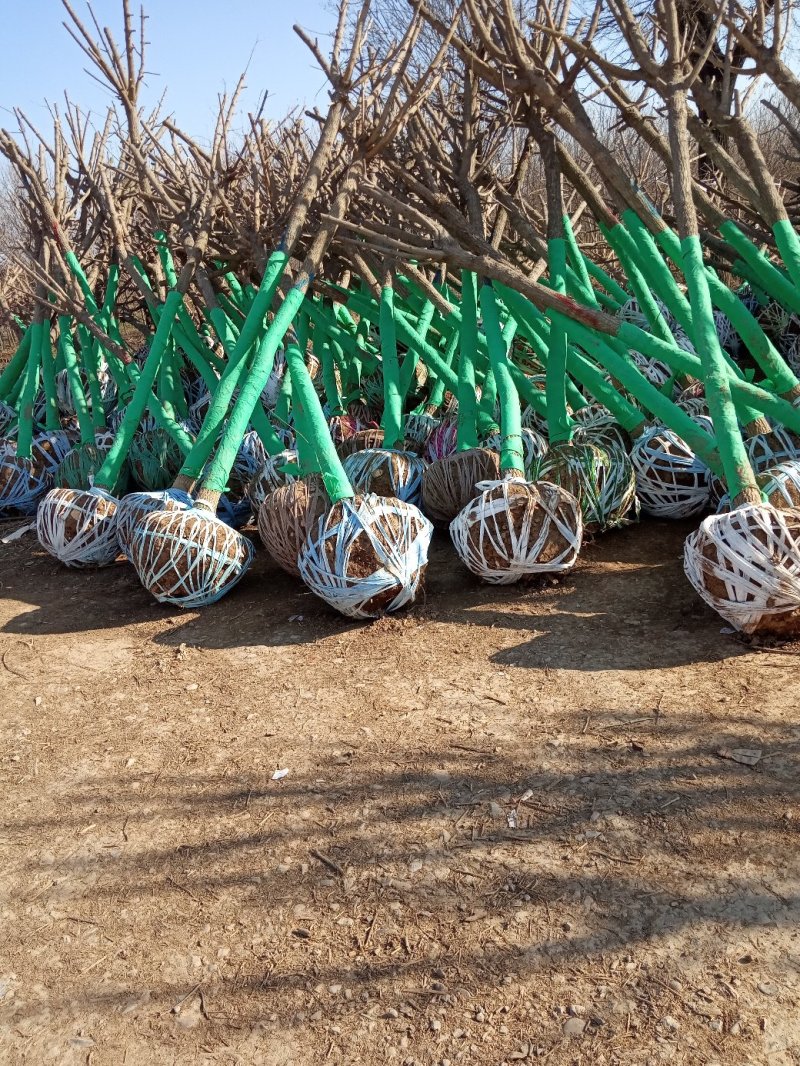 优质绿化苗五角枫产地直销大量供应规格全质量好