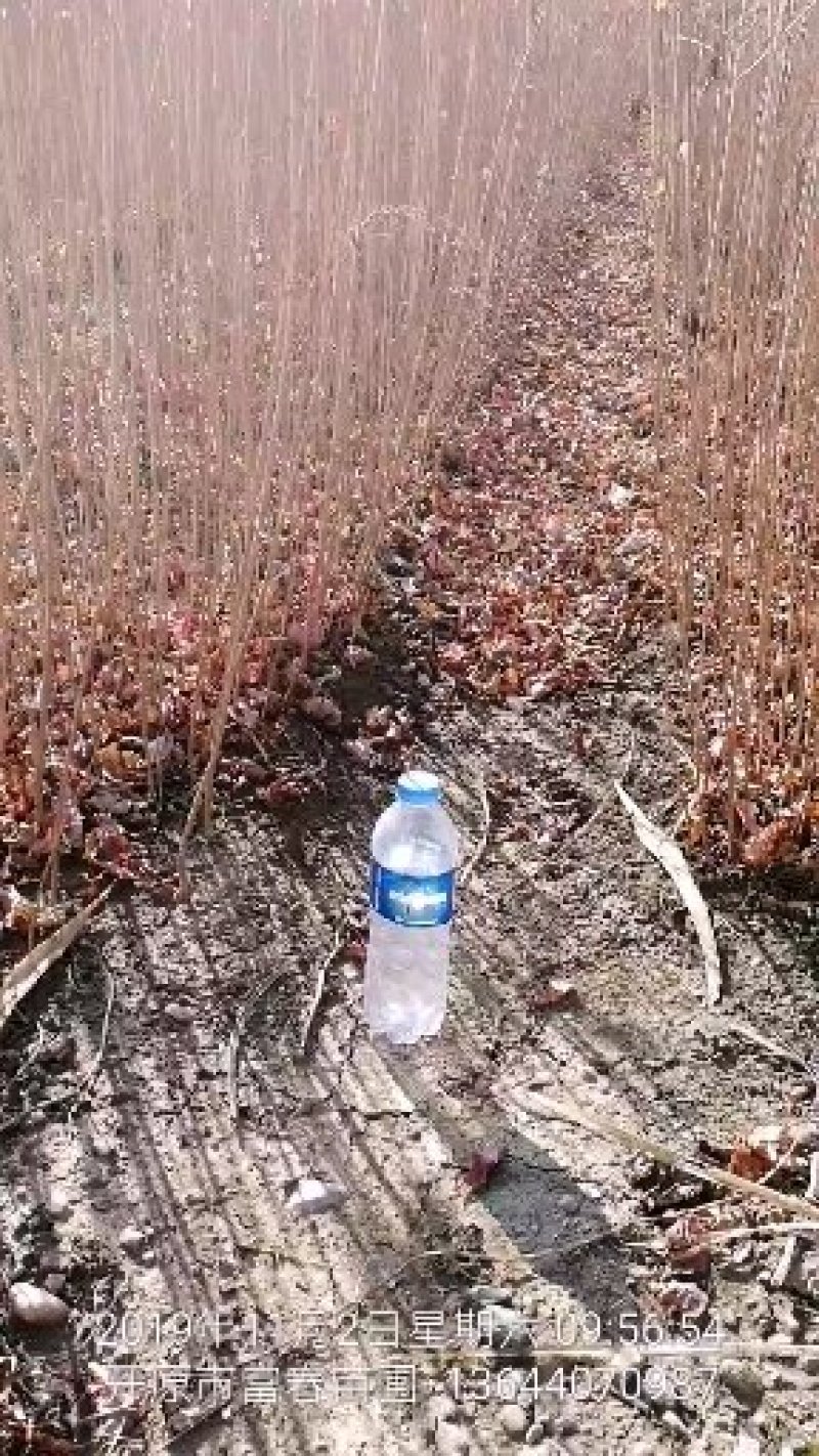 辽宁开原三角枫小苗茶条槭工程苗杯苗繁育基地