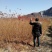 辽宁开原三角枫小苗茶条槭工程苗杯苗繁育基地
