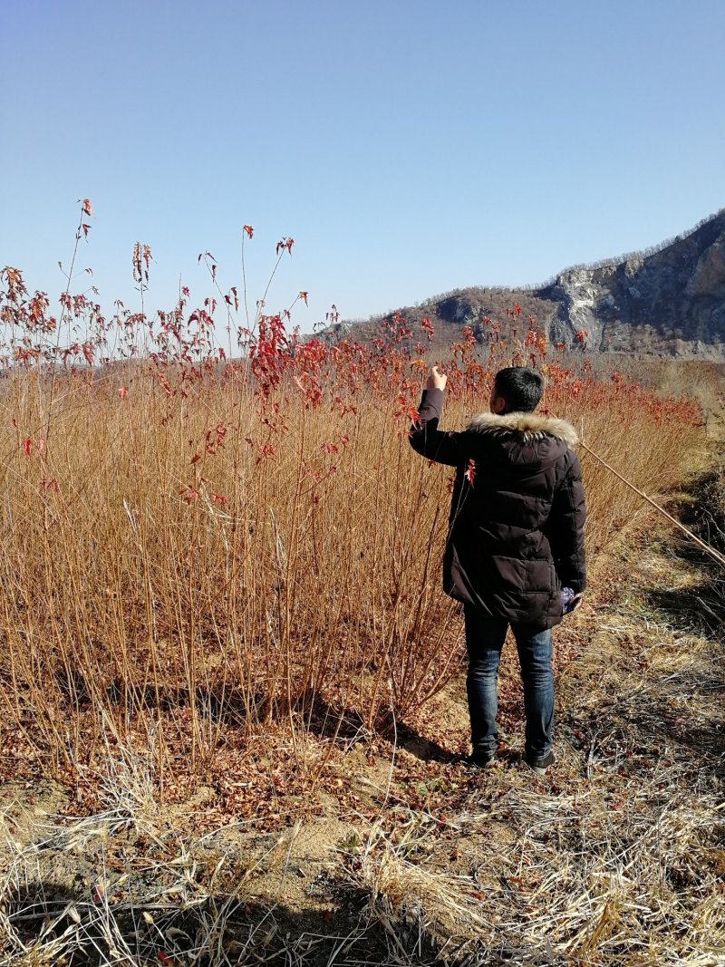 辽宁开原三角枫小苗茶条槭工程苗杯苗繁育基地