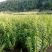 辽宁开原三角枫小苗茶条槭工程苗杯苗繁育基地