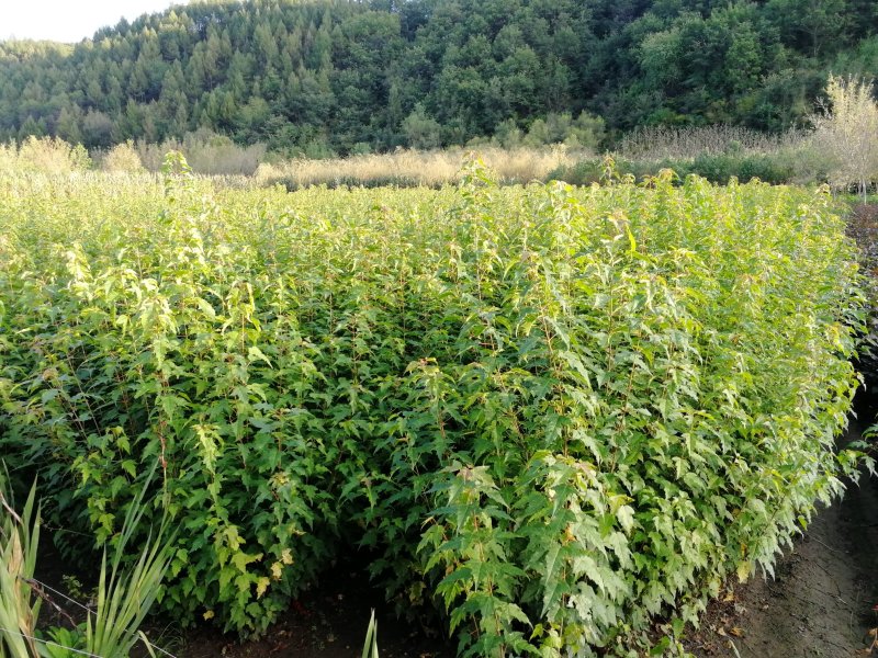 辽宁开原三角枫小苗茶条槭工程苗杯苗繁育基地