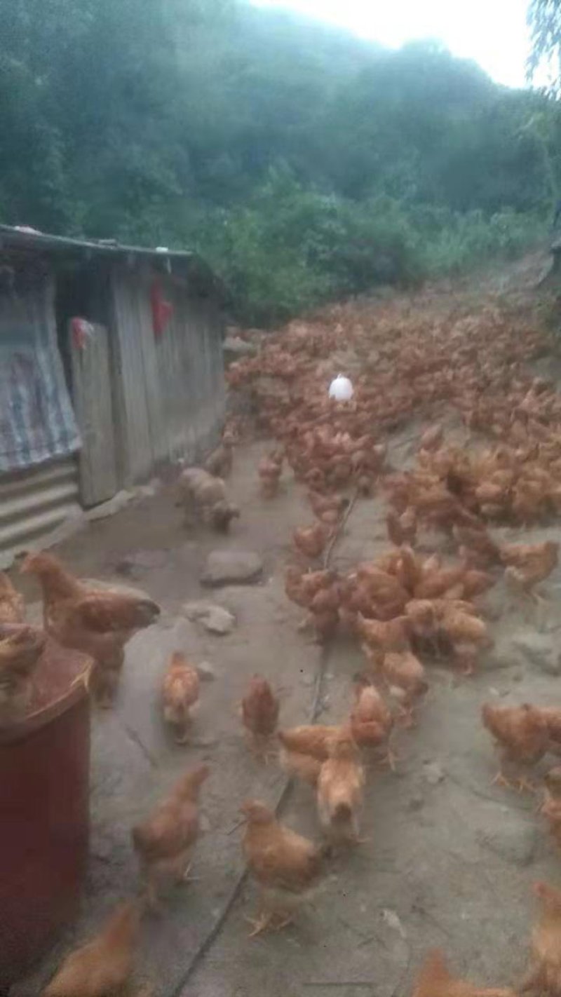 土阉鸡苗脱温苗一月龄一斤重运输途中包成活凤翔苗