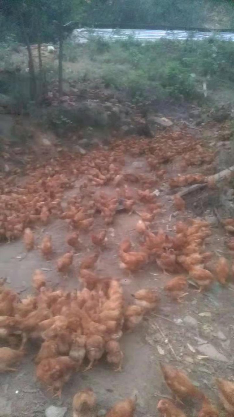 土阉鸡苗脱温苗一月龄一斤重运输途中包成活凤翔苗