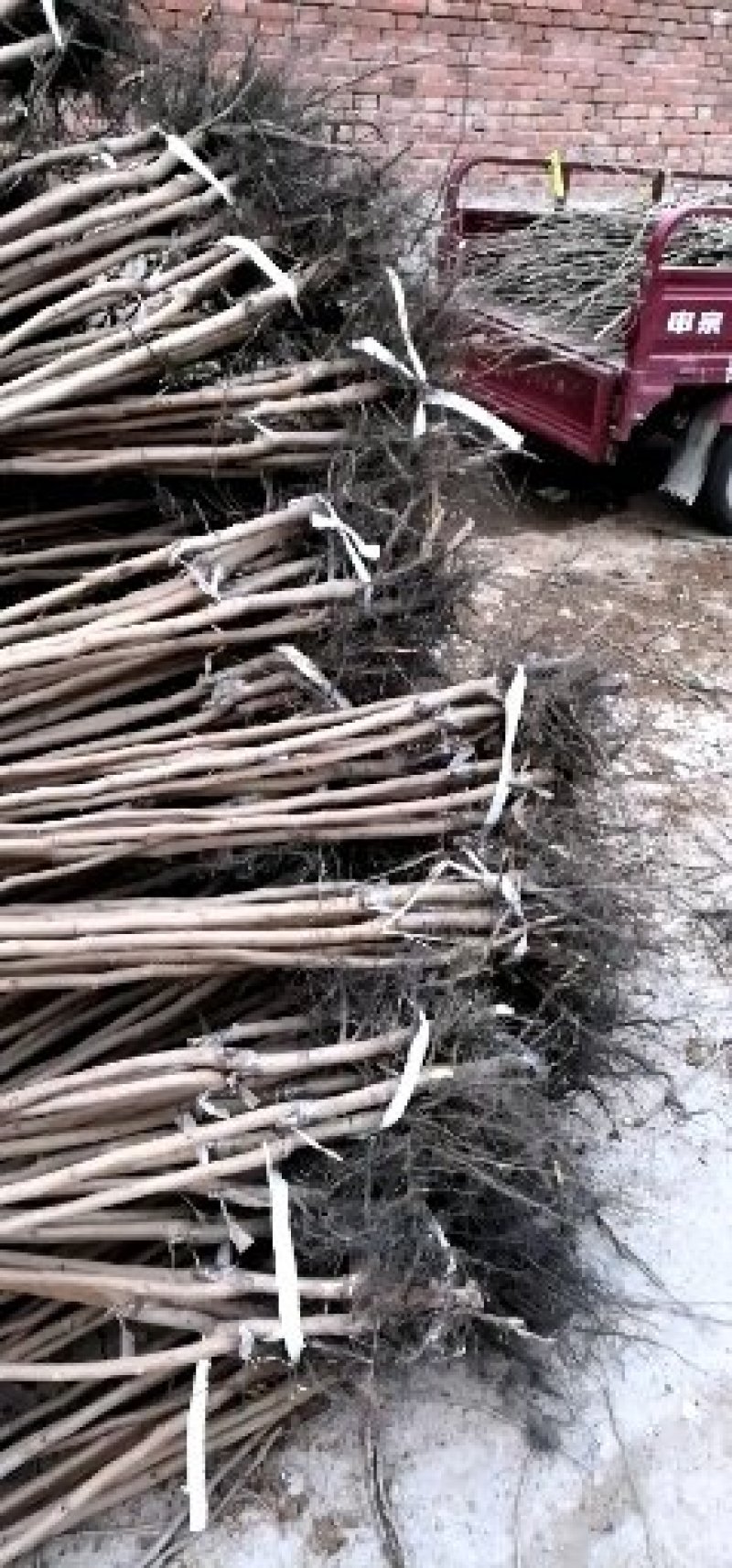 八月黄柿子树苗丰产稳产品种纯正基地直发