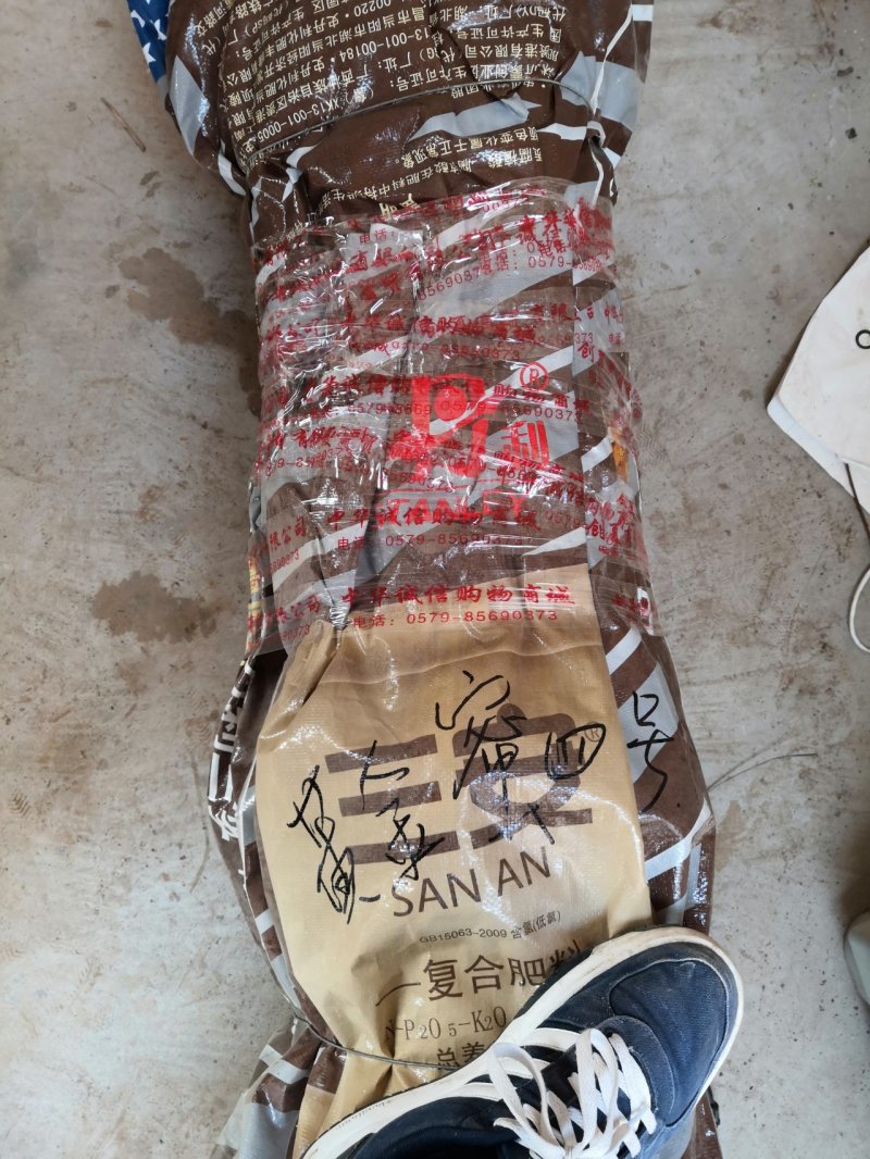 八月黄柿子树苗丰产稳产品种纯正基地直发