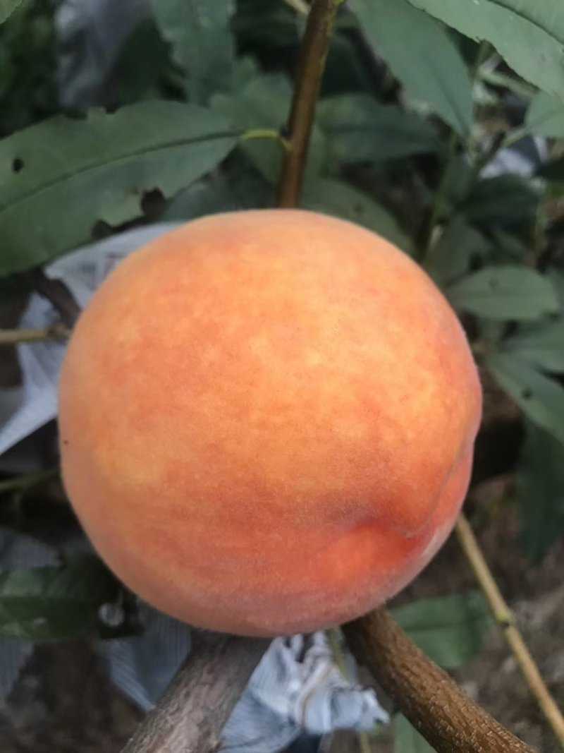 【易存活】春蜜桃树苗早熟桃苗品种纯正保成活