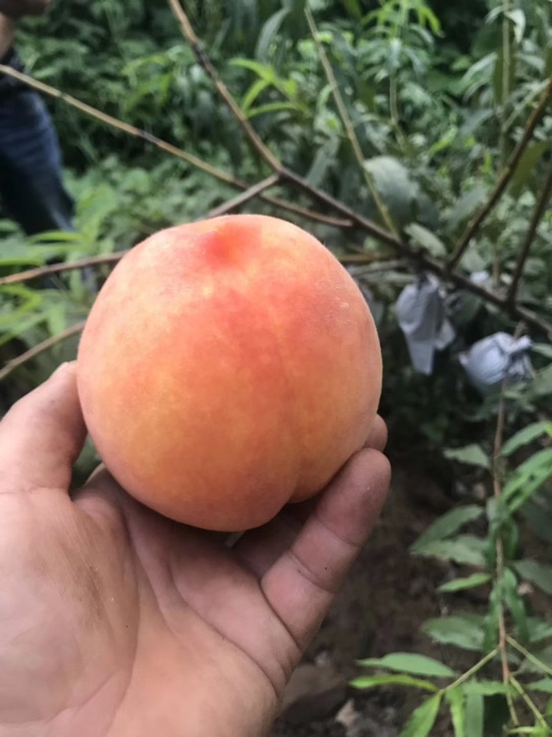 【易存活】春蜜桃树苗早熟桃苗品种纯正保成活