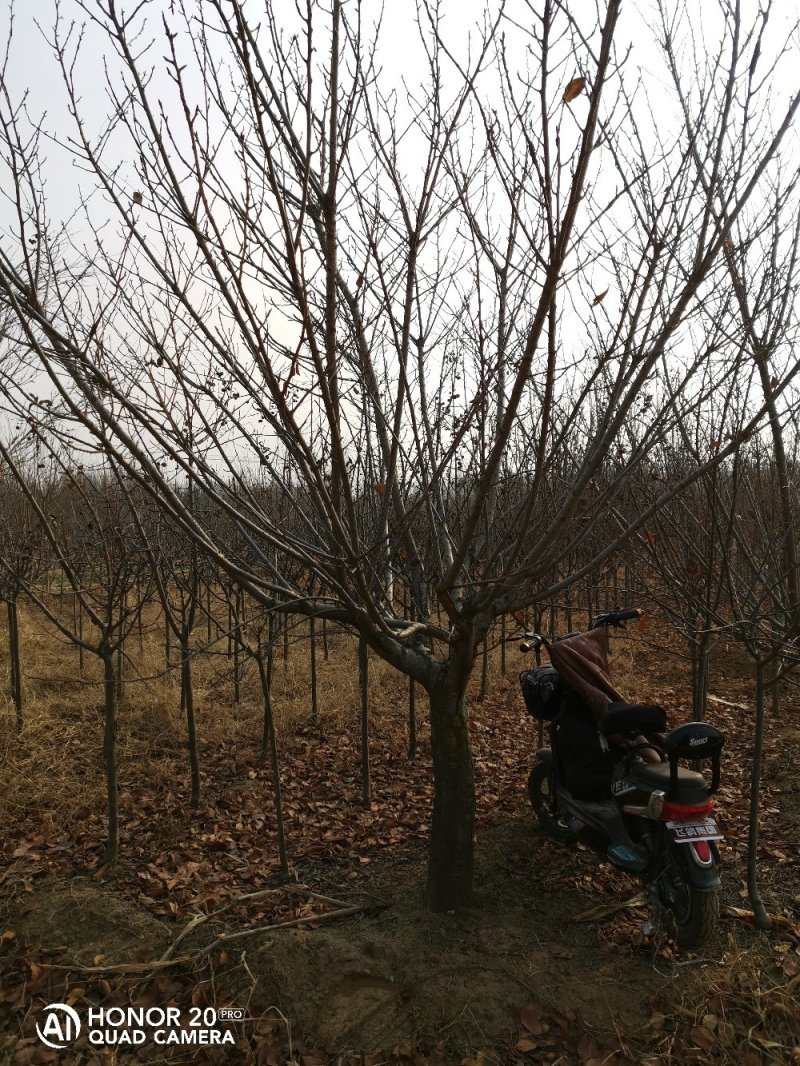 樱花（7公分二级樱花处理中）