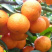 砂糖橘广东正宗沙糖桔酸甜沙糖桔