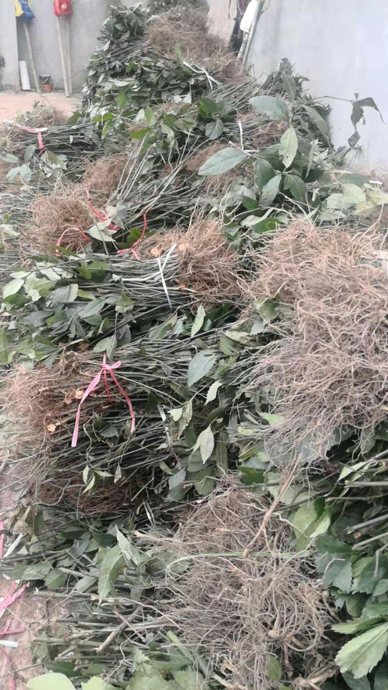 草珊瑚种子草珊瑚苗九节风干货一件代发包回收