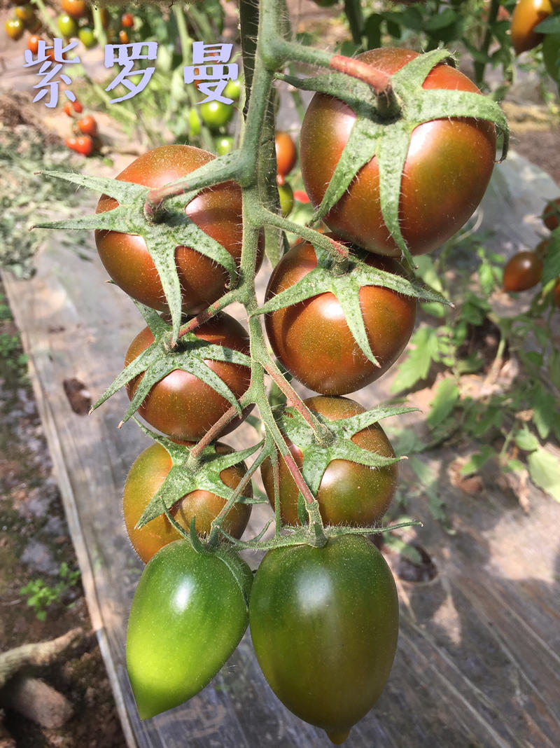 紫罗曼番茄西红柿苗子紫黑色巧克力卵圆型黄罗曼番茄西红柿苗